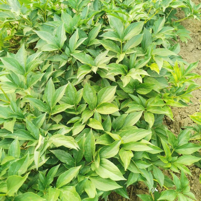 出售国产重瓣芍药苗