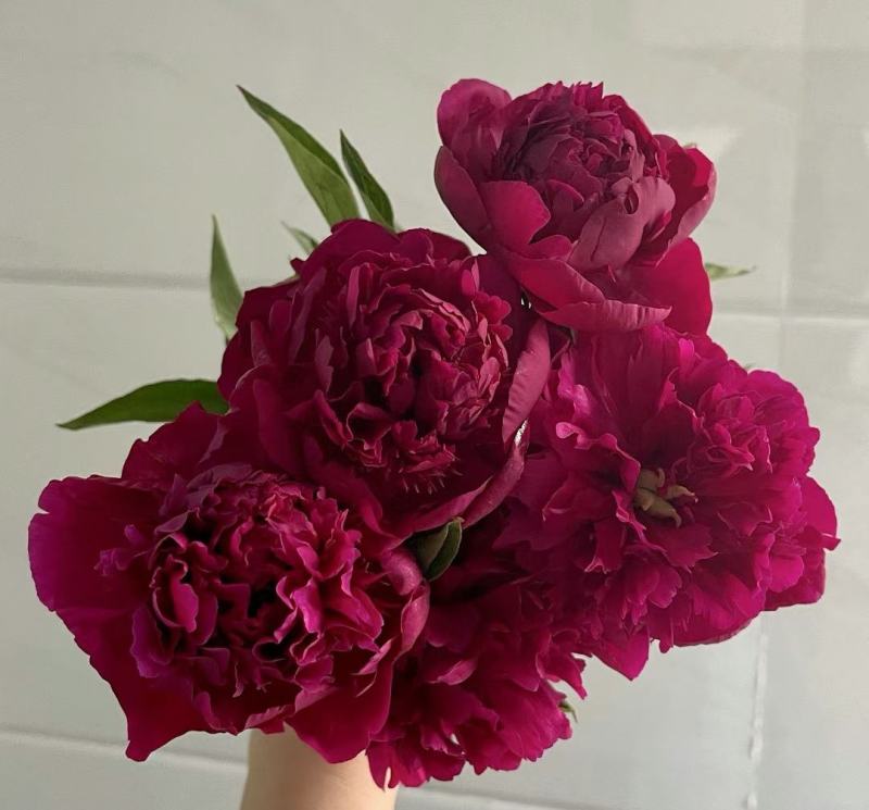 出售国产重瓣芍药苗