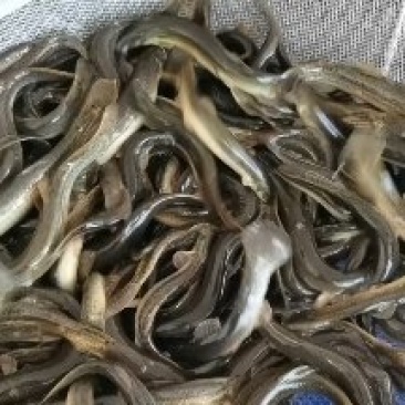 土泥鳅