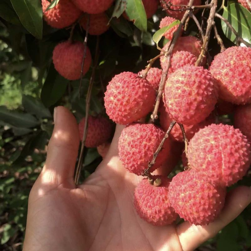 桂味荔枝大量上市