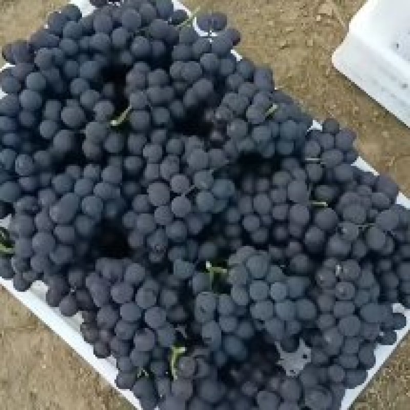 玫瑰香葡萄，昌黎冷棚葡萄无籽玫瑰香葡萄，需要的老板联