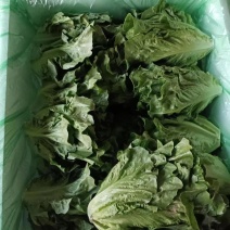 意大利生菜