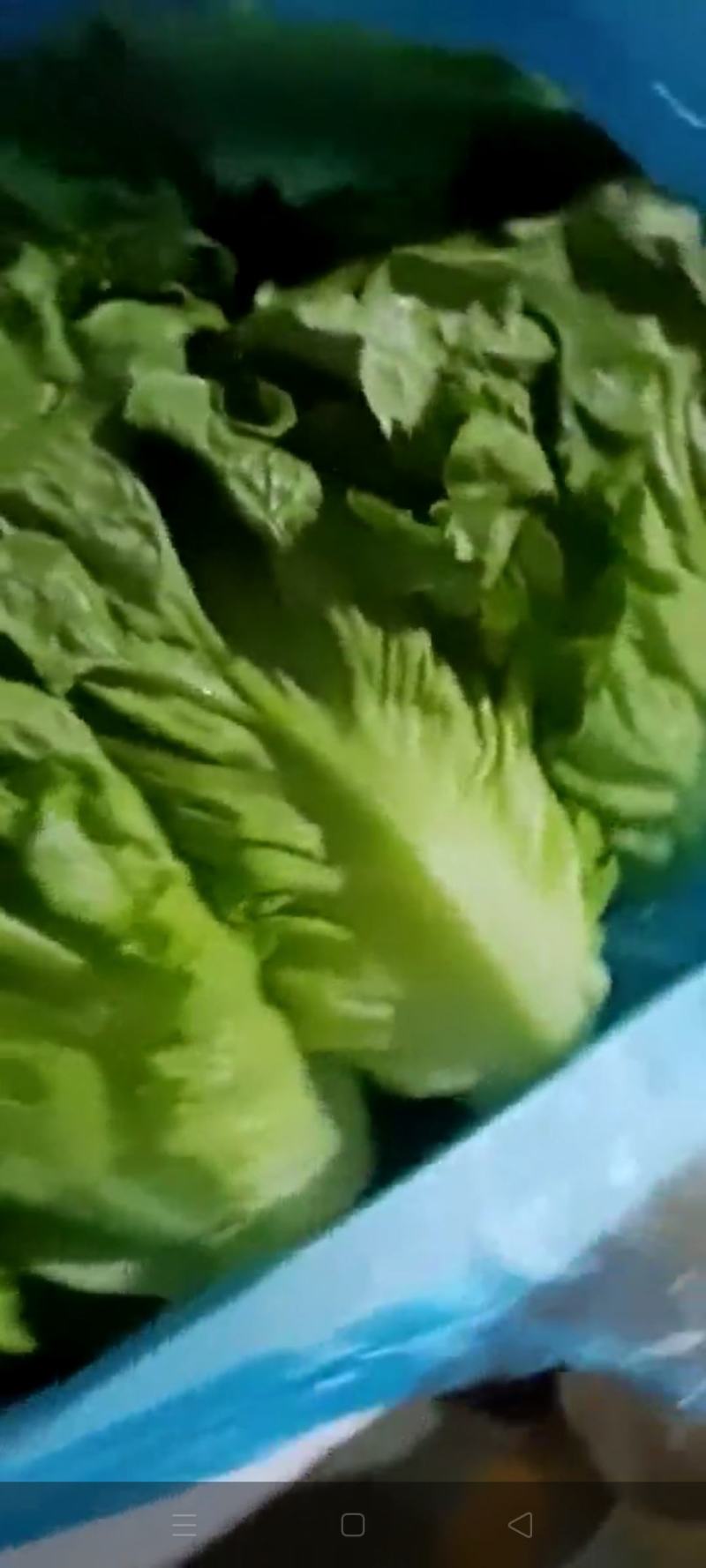 意大利生菜