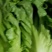 意大利生菜