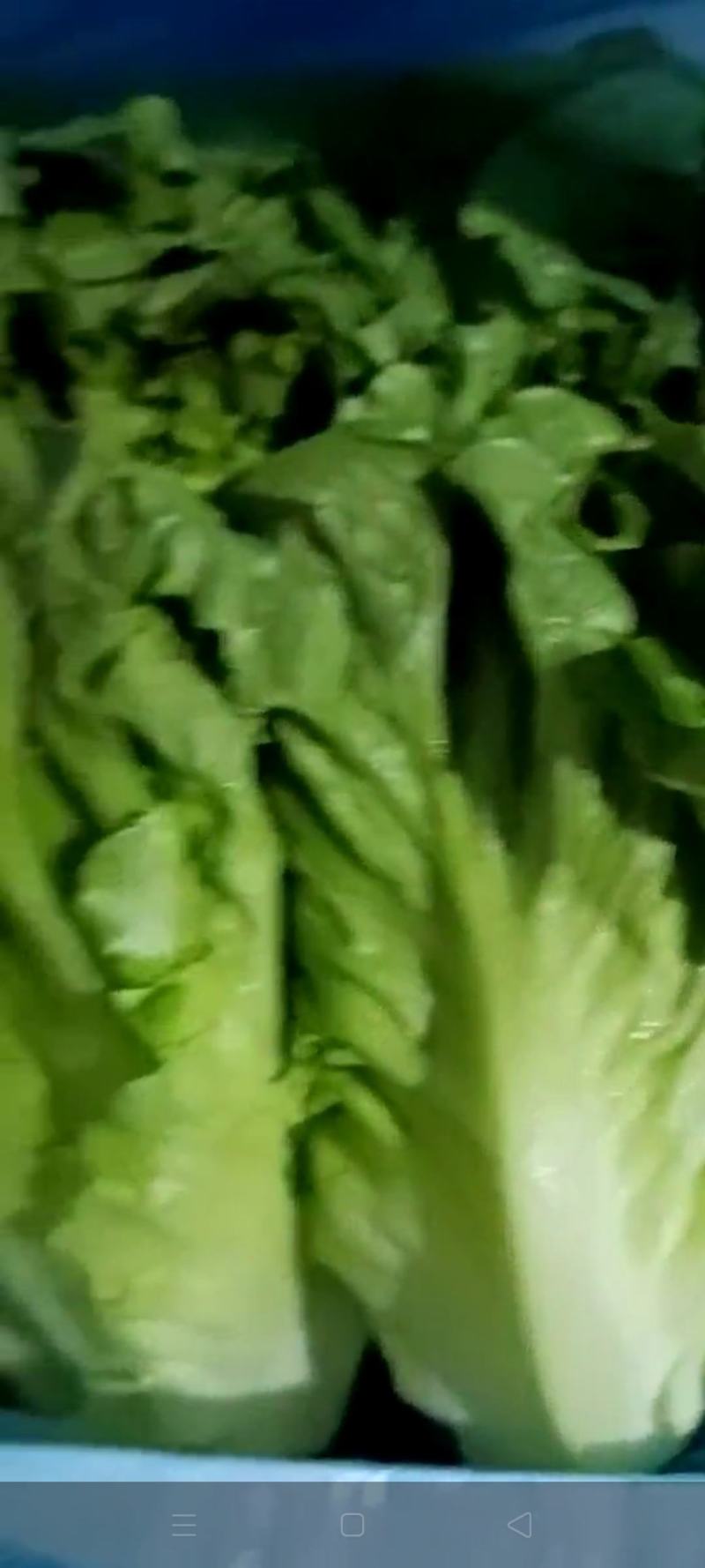 意大利生菜