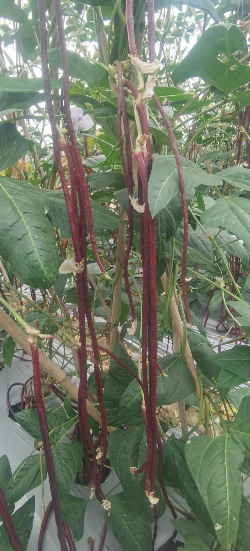 红豇豆种子春秋红红色长豇豆品种无筋软糯清香耐热高产