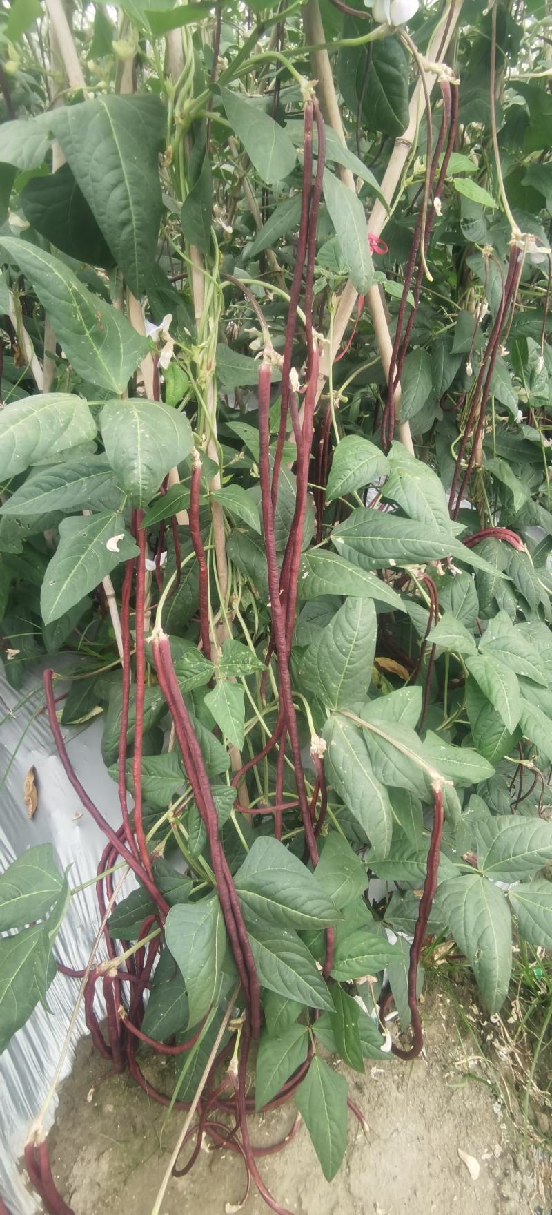 红豇豆种子春秋红红色长豇豆品种无筋软糯清香耐热高产