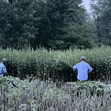 端午节艾草，新鲜艾草，迎端午插艾草