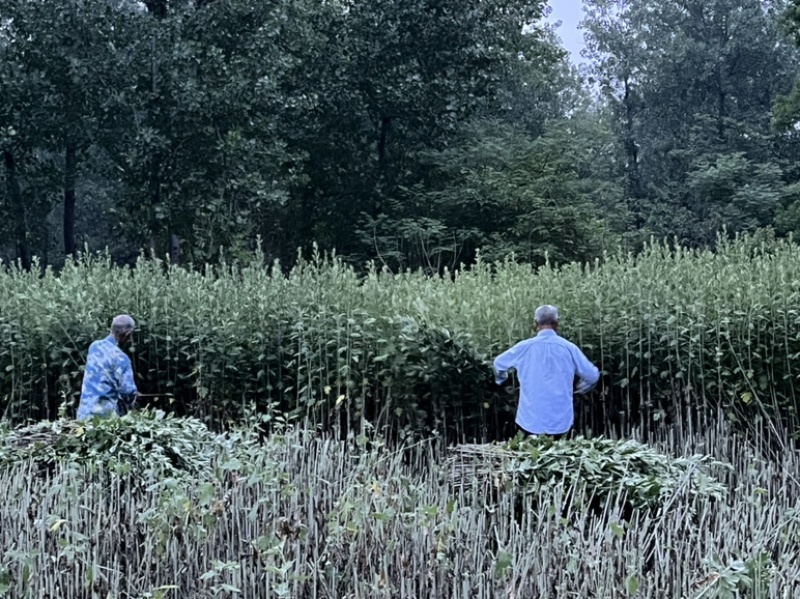 端午节艾草，新鲜艾草，迎端午插艾草