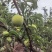 蜂糖李