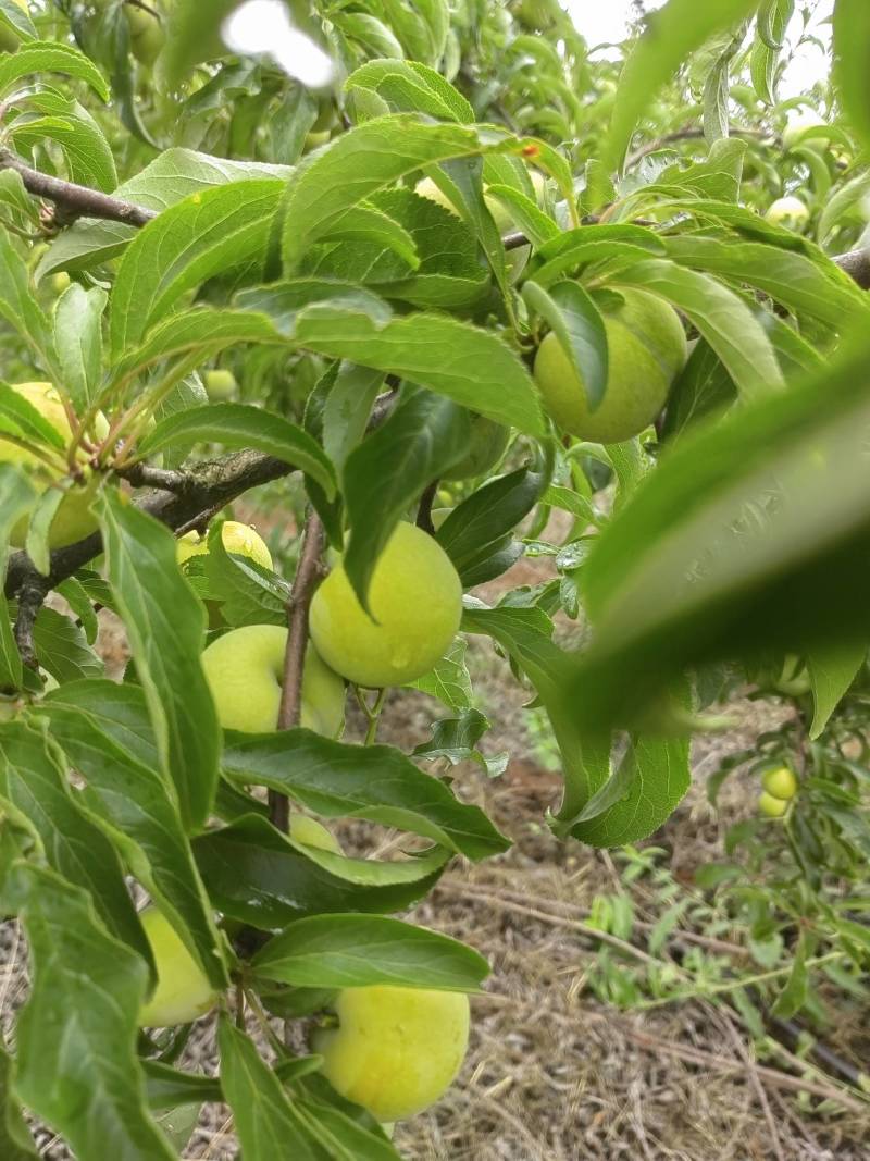蜂糖李