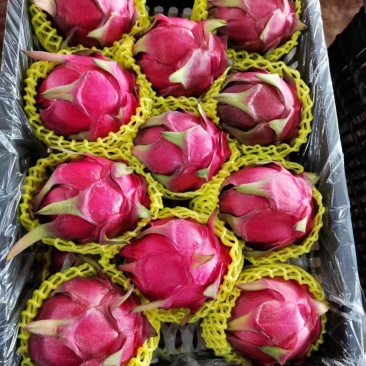 火龙果