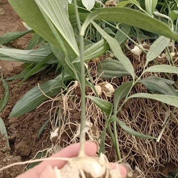 黄精苗，滇黄精苗，3年红花滇黄精露天籽育苗，健康无虫病！