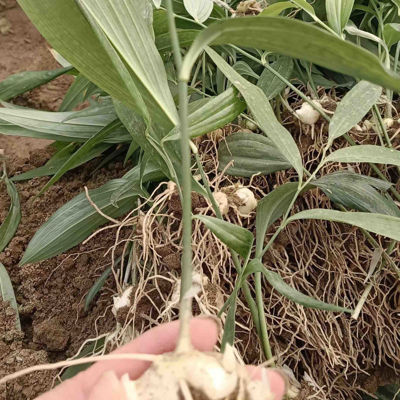 黄精苗，滇黄精苗，3年红花滇黄精露天籽育苗，健康无虫病！