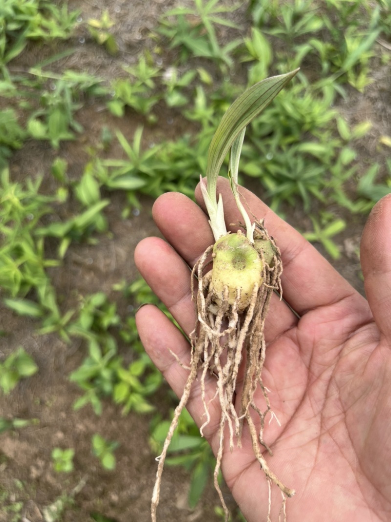 黄精苗，滇黄精苗，3年红花滇黄精露天籽育苗，健康无虫病！