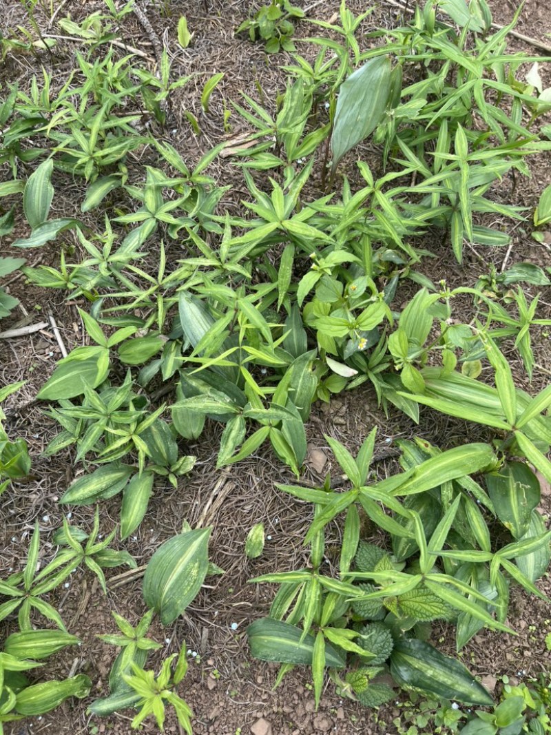 黄精苗，滇黄精苗，3年红花滇黄精露天籽育苗，健康无虫病！