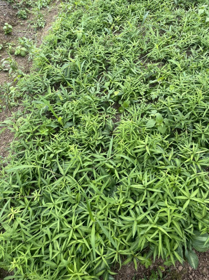 黄精苗，滇黄精苗，3年红花滇黄精露天籽育苗，健康无虫病！