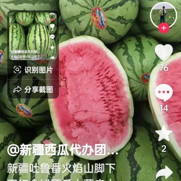 吐鲁番产地货源金城5号西瓜，基地直供，品质保证