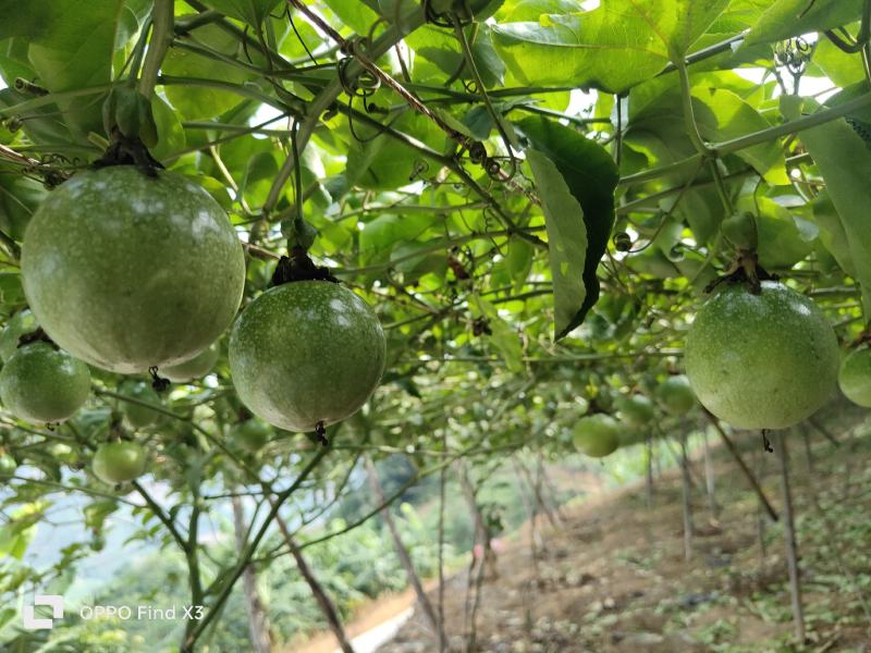 钦蜜9号黄金百香果