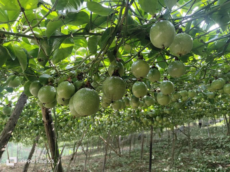 钦蜜9号黄金百香果