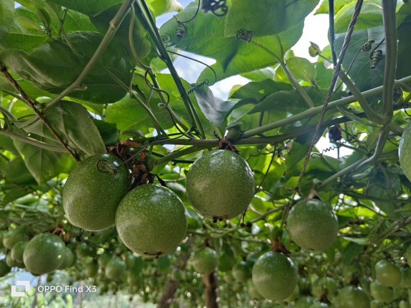 钦蜜9号黄金百香果