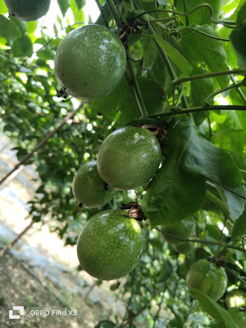 钦蜜9号黄金百香果