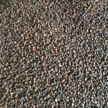 大量现货供应优质山茶籽，湖北小籽油质好