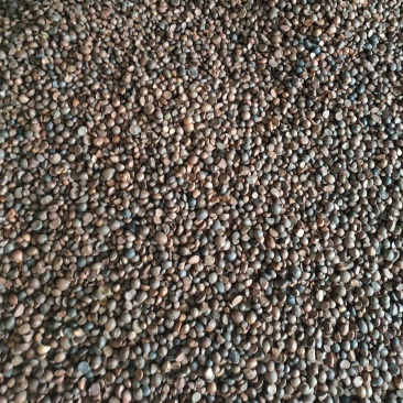 大量现货供应优质山茶籽，湖北小籽油质好
