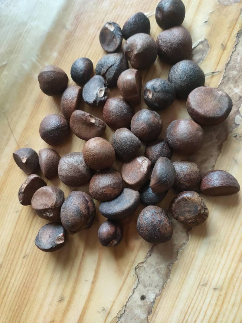 大量现货供应优质山茶籽，湖北小籽油质好