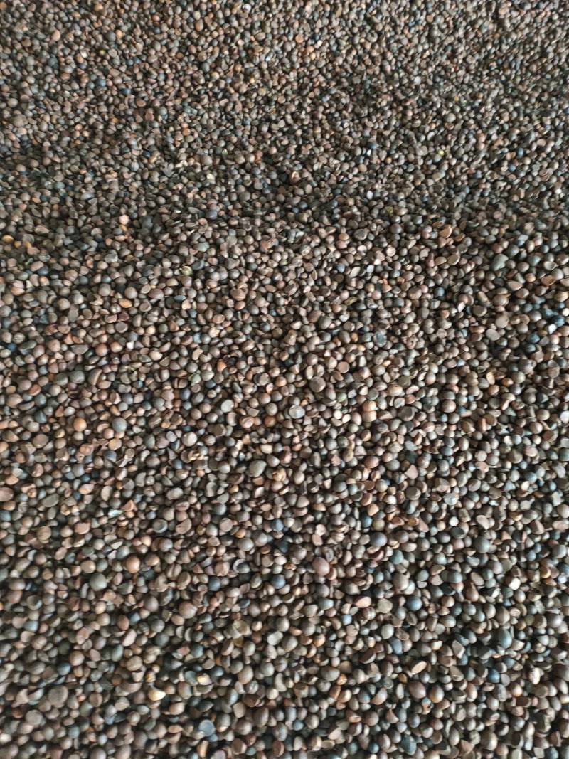 大量现货供应优质山茶籽，湖北小籽油质好