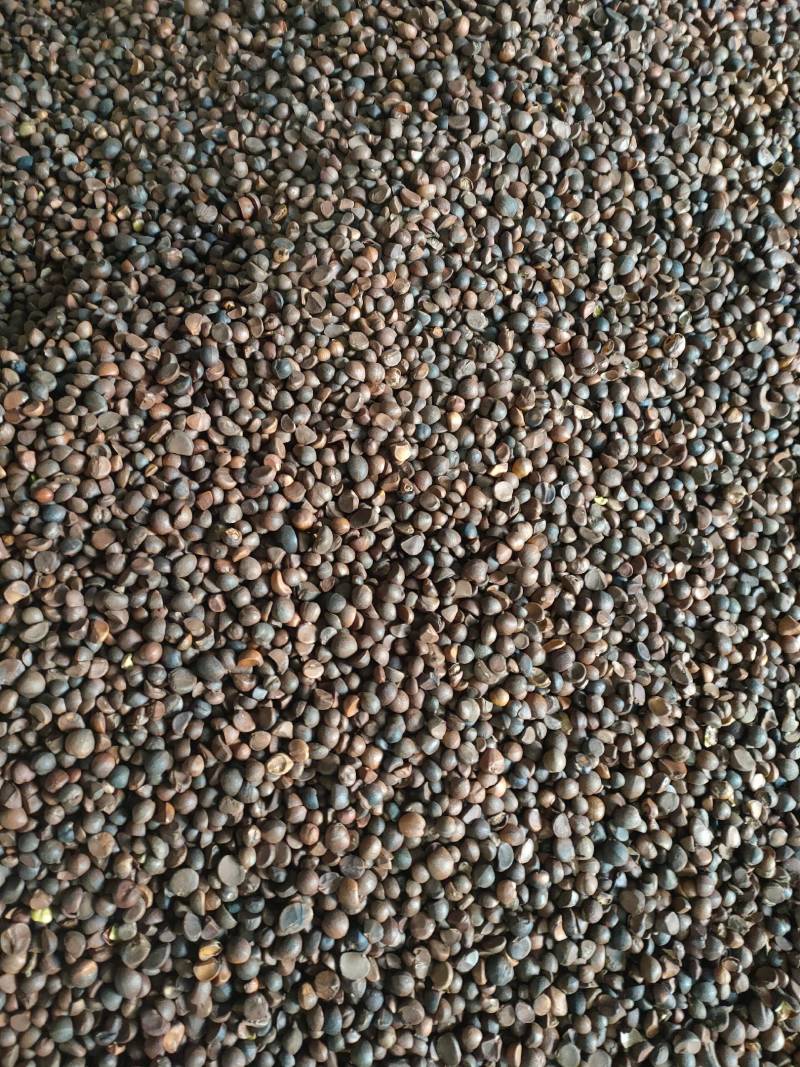 大量现货供应优质山茶籽，湖北小籽油质好