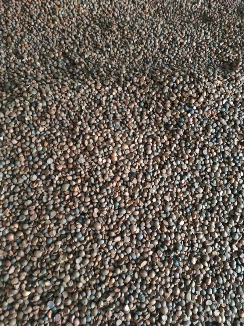 大量现货供应优质山茶籽，湖北小籽油质好