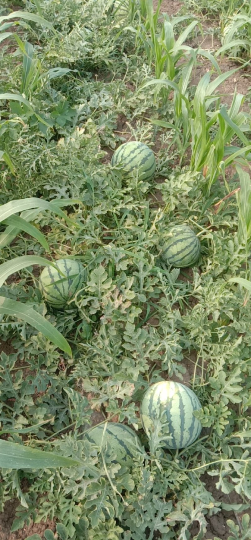 霸州西瓜