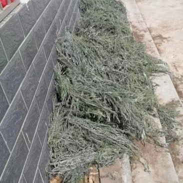 后期茵陈