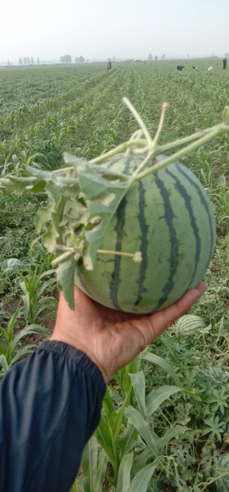 新哥果业