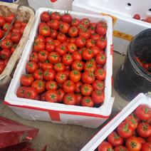 贵州西红柿大红番茄
