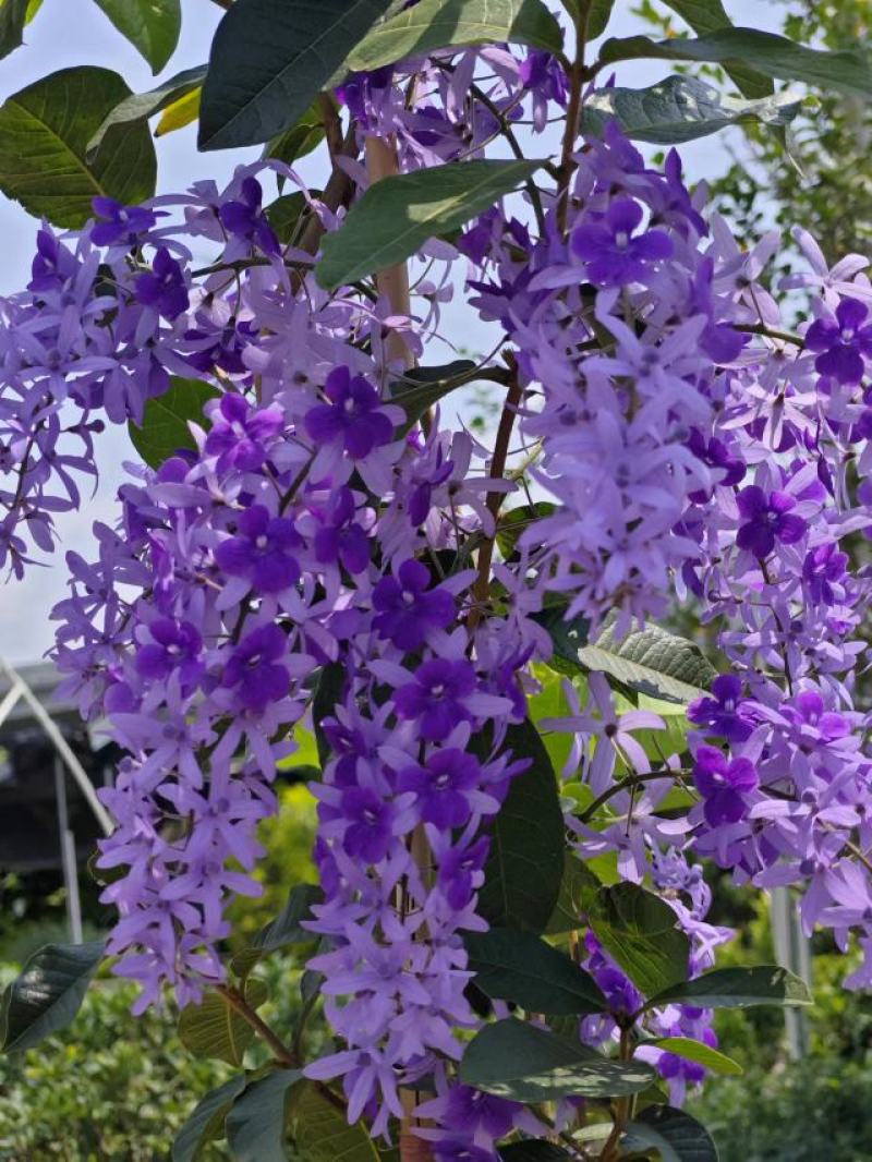 蓝花藤，紫花藤，泰国许愿藤，多年生，四季开花