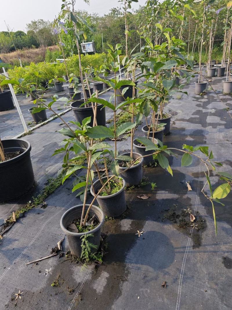 蓝花藤，紫花藤，泰国许愿藤，多年生，四季开花