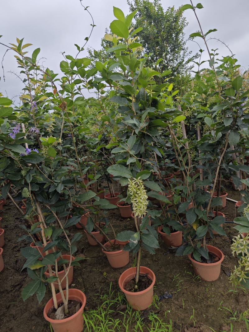 蓝花藤，紫花藤，泰国许愿藤，多年生，四季开花