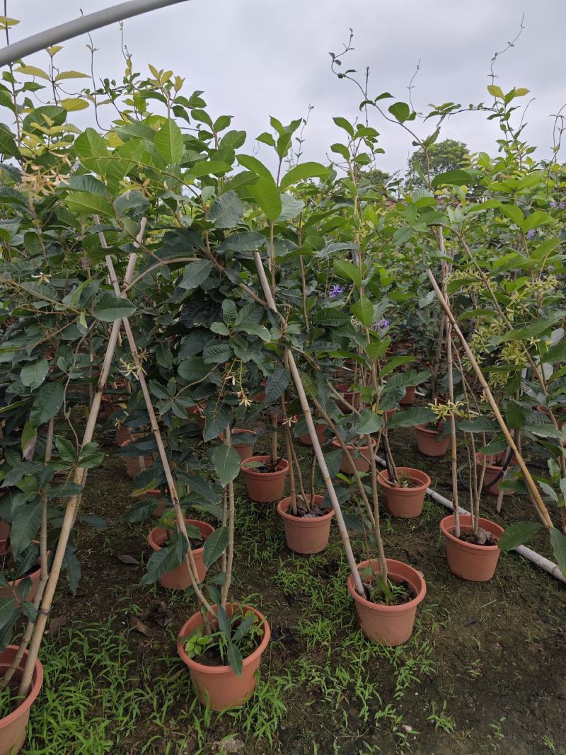 蓝花藤，紫花藤，泰国许愿藤，多年生，四季开花