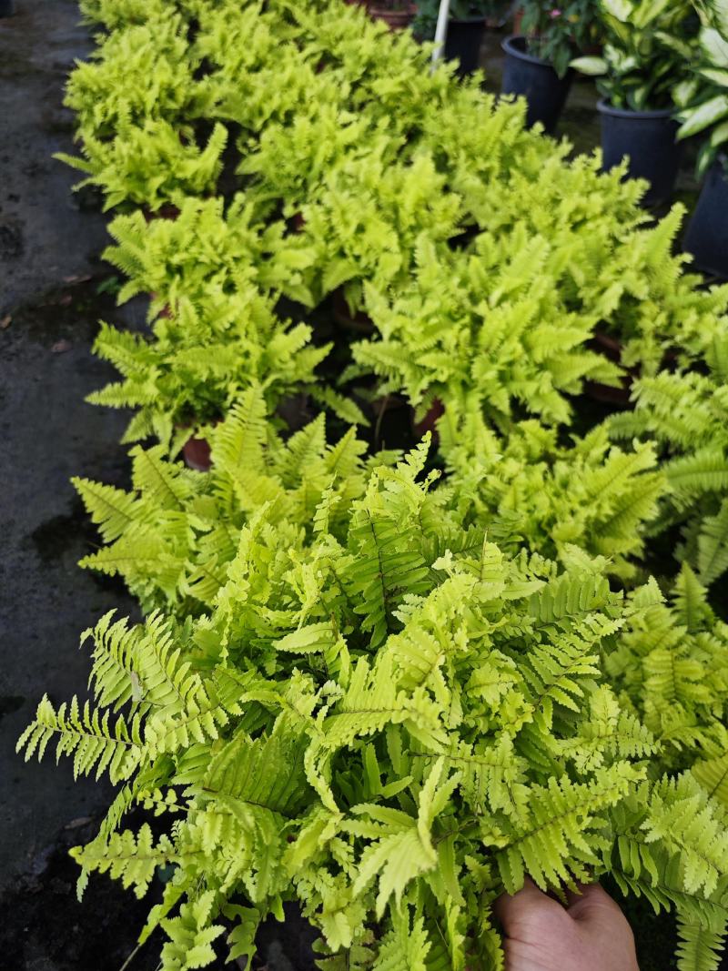 金叶波斯蕨金叶肾蕨黄金排骨草耐阳耐阴易种好养