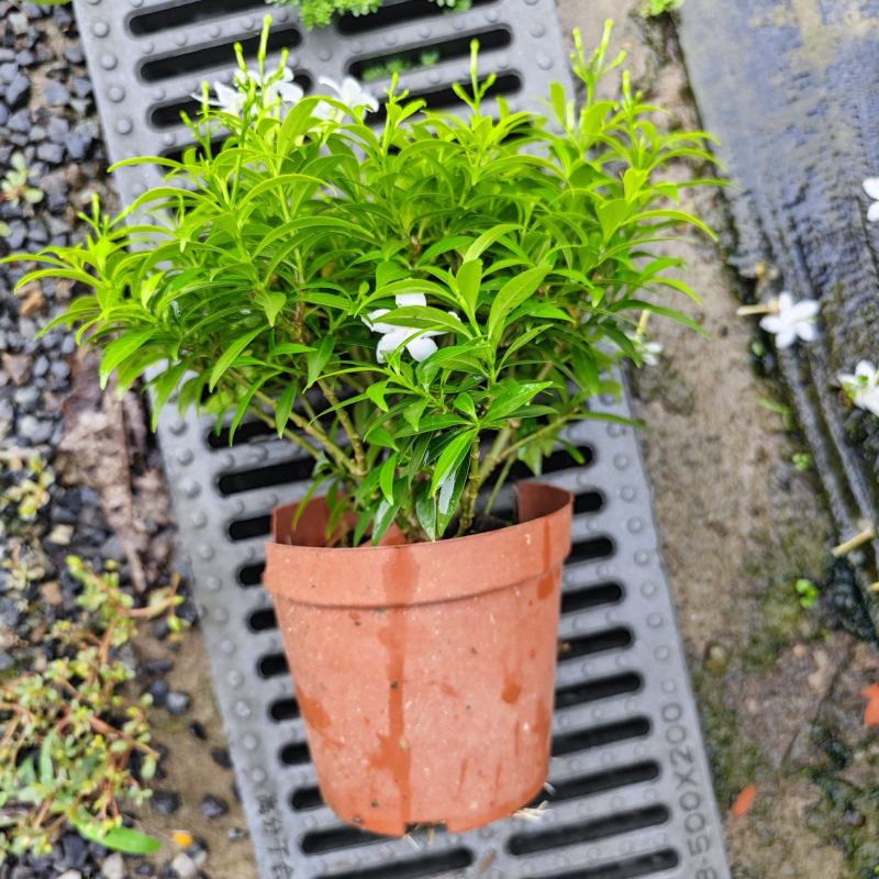 珍珠狗牙花细叶狗牙花矮化狗牙花多年生常绿草花