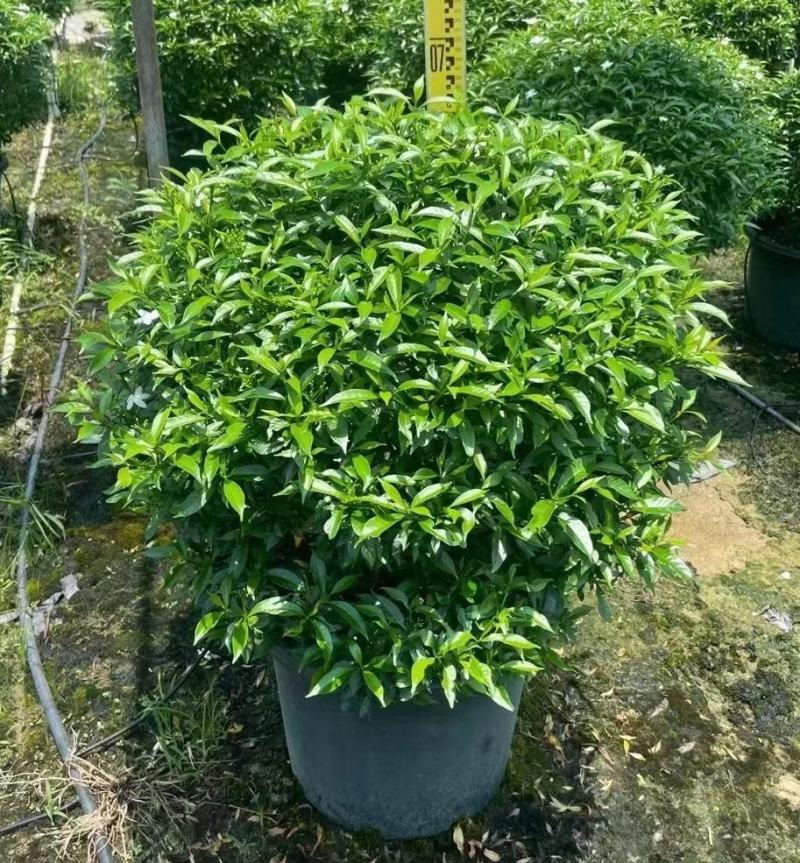珍珠狗牙花细叶狗牙花矮化狗牙花多年生常绿草花