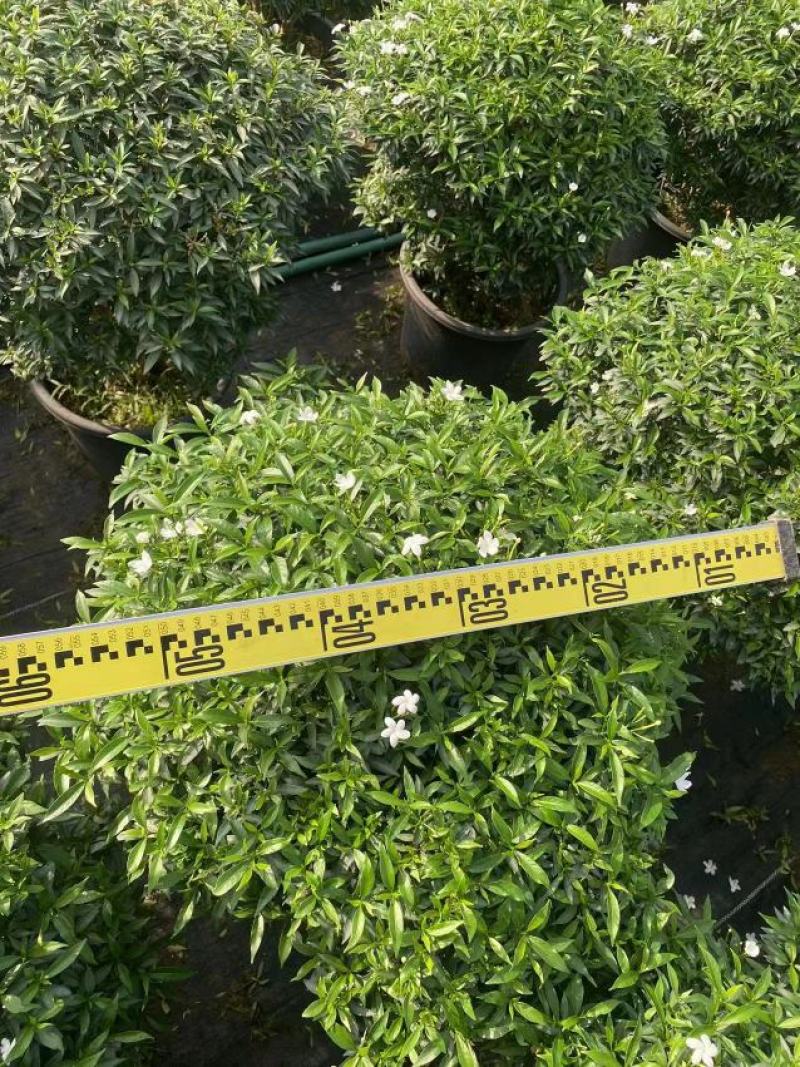珍珠狗牙花细叶狗牙花矮化狗牙花多年生常绿草花