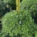珍珠狗牙花细叶狗牙花矮化狗牙花多年生常绿草花