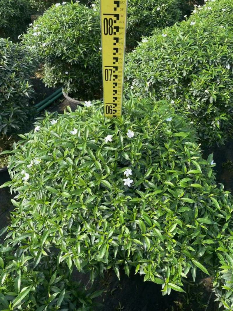 珍珠狗牙花细叶狗牙花矮化狗牙花多年生常绿草花