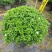 珍珠狗牙花细叶狗牙花矮化狗牙花多年生常绿草花