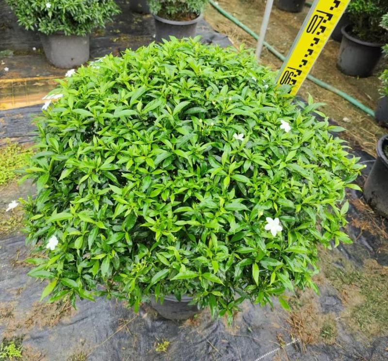 珍珠狗牙花细叶狗牙花矮化狗牙花多年生常绿草花