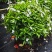 珍珠狗牙花细叶狗牙花矮化狗牙花多年生常绿草花