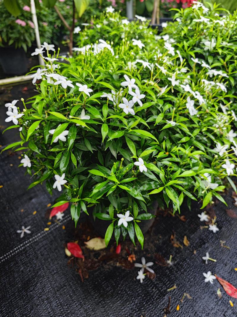 珍珠狗牙花细叶狗牙花矮化狗牙花多年生常绿草花